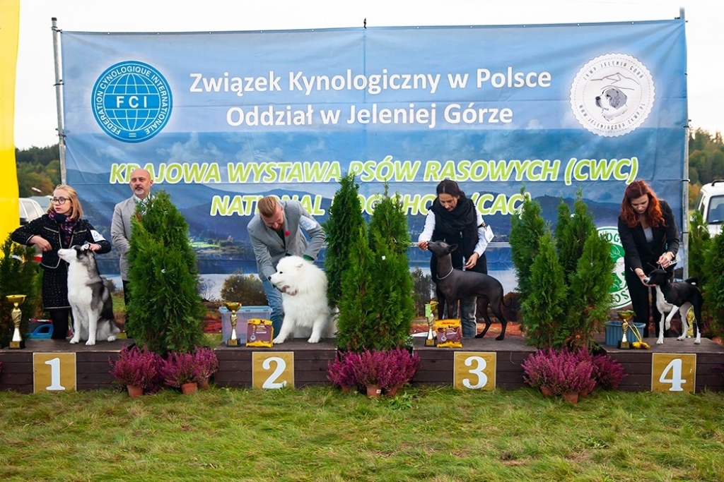 Hodowcy z całej Europy prezentują w Bolkowie swoje psiaki - Fot: mat. organizatora