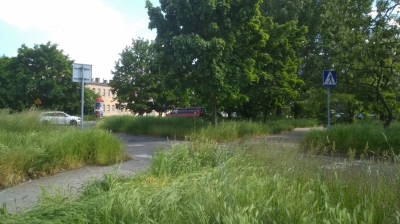 Trawa wysokości człowieka? W Legnicy wcale nie zabrakło kosiarek