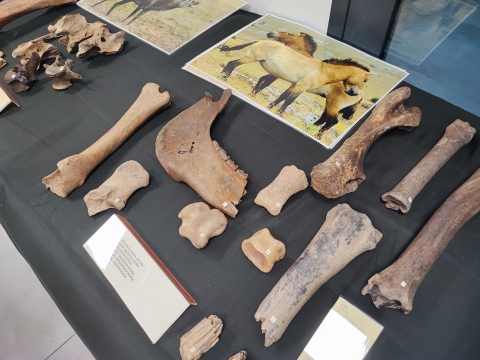 W lubińskim zoo można zobaczyć mamucie artefakty - 1