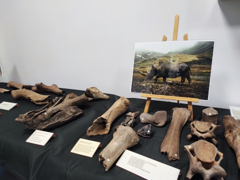 W lubińskim zoo można zobaczyć mamucie artefakty - 3