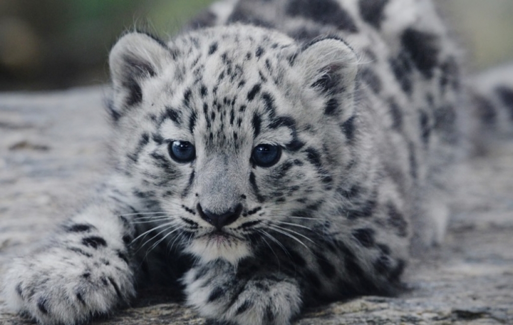 Kocie bliźniaki we wrocławskim ZOO. Na świat przyszły irbisy - Fot: Zoo Wrocław/zdjęcie ilustracyjne