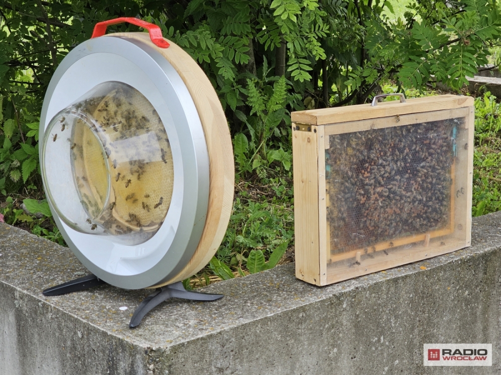 Z pomocą pszczół chcą promować prawidłowy recykling - fot. Bartosz Szarafin