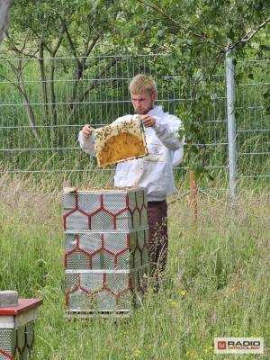 Z pomocą pszczół chcą promować prawidłowy recykling - 1