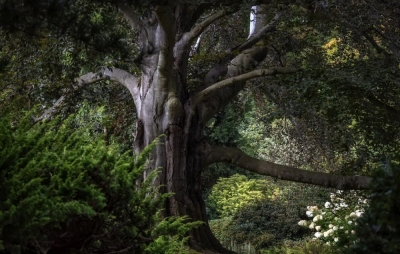 200-letni buk z arboretrum Wojsławice polskim &bdquo;Drzewem Roku 2023&rdquo;