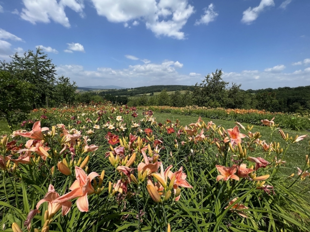 Rabaty z Arboretum w Wojsławicach zachwycają feerią barw - fot. Aleksander Ogrodnik