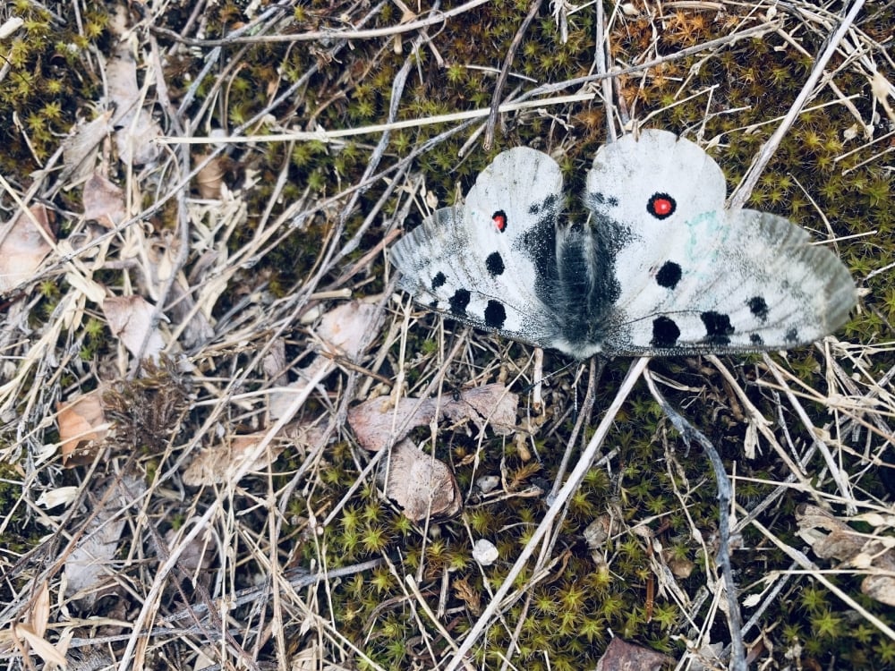 Piękny motyl Niepylak Apollo powróci na karkonoskie łąki? - fot. KPN