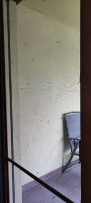 Plaga much na wsiach koło Wrocławia. Sanepid zamknął sklepy - 1