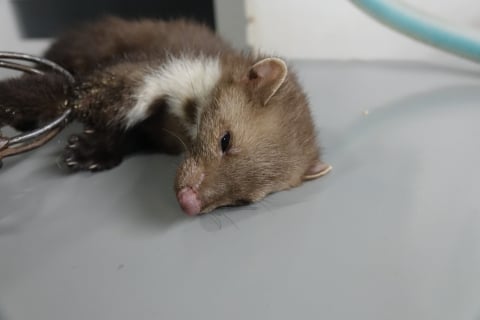 Ekostraż szuka zwyrodnialca, który na ogródkach rozstawia wnyki na zwierzęta - 1