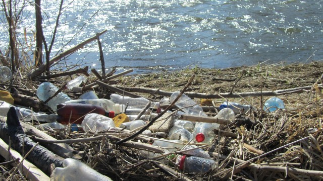 Bóbr w śmieciach (Zobacz) - 2