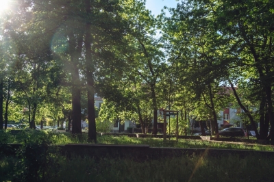 REAKCJA24: Zieleń miejska we Wrocławiu