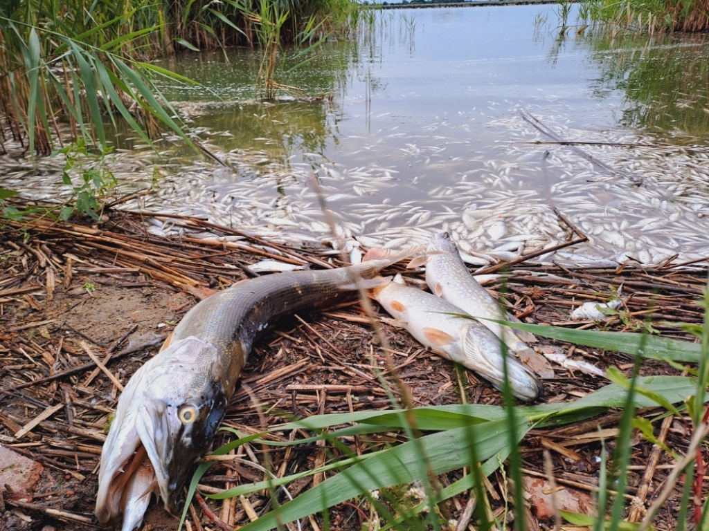 Kilka ton śniętych ryb na brzegach dwóch jezior w okolicach Legnicy - fot. Marcin Jędrzejczyk