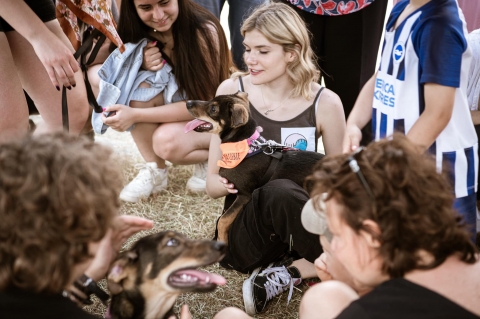 Piknik charytatywny dla czworonogów w Parku Tysiąclecia we Wrocławiu - 1