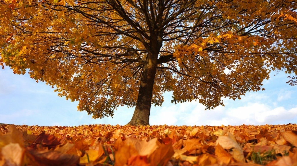 Jesień coraz bliżej, ale mamy jeszcze lato. Temperatury to potwierdzają - Fot: zdjęcie ilustracyjne Pixabay