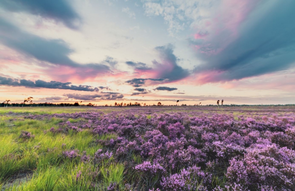 Wrzosowiska koło Przemkowa przyciągają fotografów - fot. Nadleśnictwo Przemków