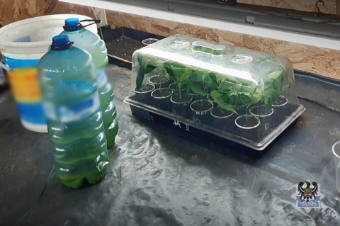 Policja zlikwidowała plantację marihuany; przejęto 10 kg narkotyków - 0