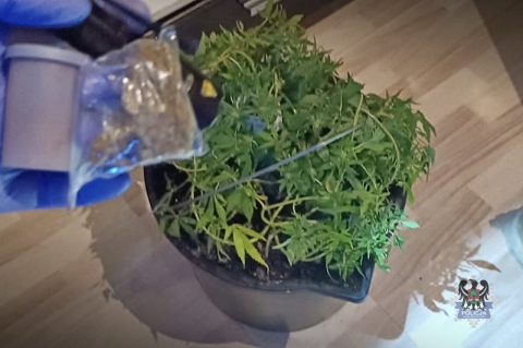 Policja zlikwidowała plantację marihuany; przejęto 10 kg narkotyków - 1