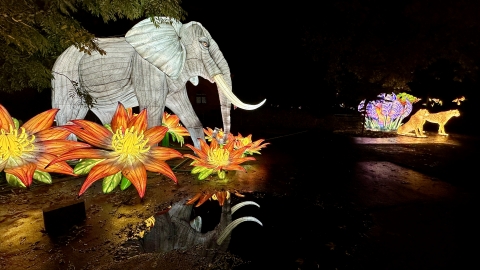 Pierwsza wystawa świateł Garden Of Lights w ZOO Wrocław - 5