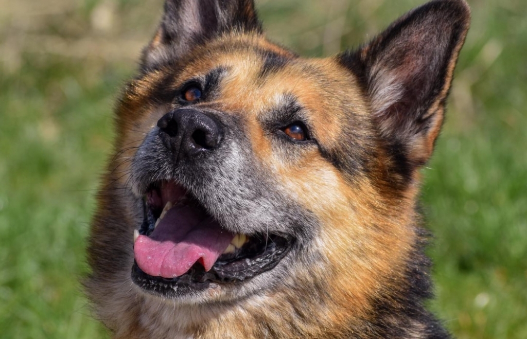 Prusickie Serce dla Zwierząt zamyka się. Potrzebne domy dla 9 psów - Fot: Prusickie Serce dla Zwierząt