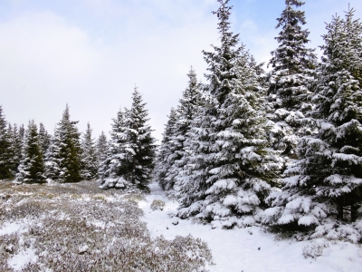W Karkonoszach są zimowe warunki [ZDJĘCIA] - 2