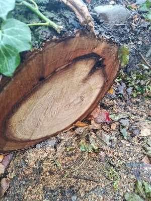 W trosce o ekologię i bezpieczeństwo... wycięli drzewa - 1