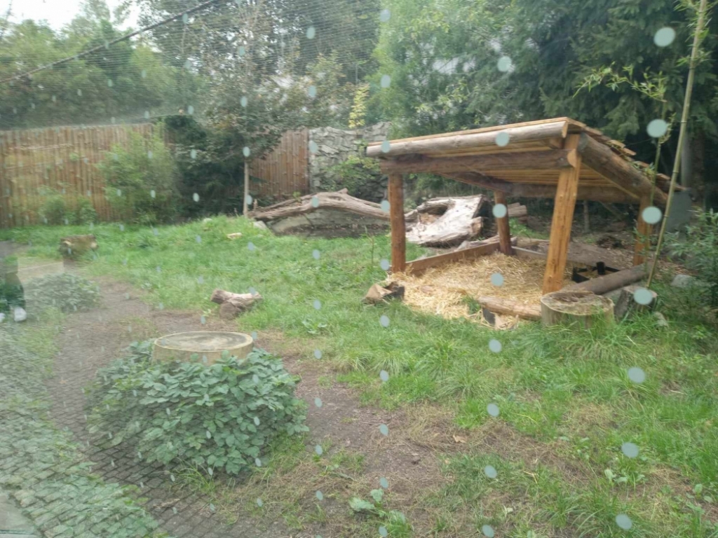 W sezonie lęgowym wycięto drzewa we wrocławskim zoo - fot. Słuchacz