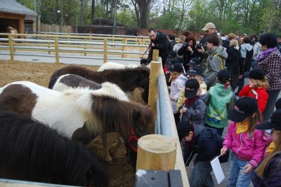Farma koniowatych... w zoo - 3