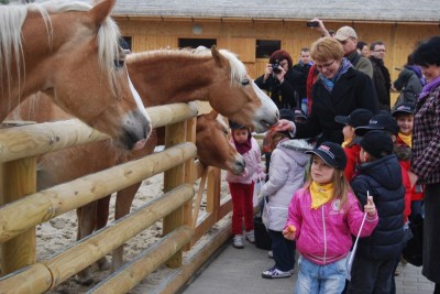 Farma koniowatych... w zoo - 4