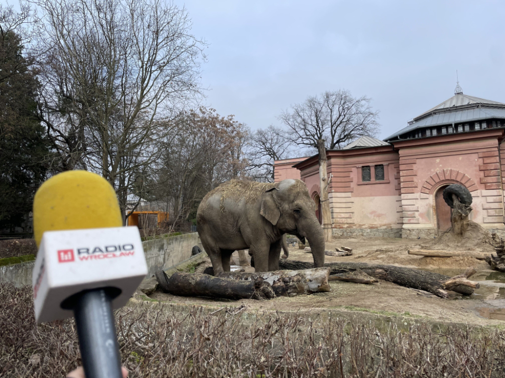 Słoniowa lista przebojów. We wrocławskim zoo zwierzętom pomaga muzyka - fot. Ida Górska