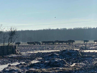 Bez zadaszenia i dostępu do wody - tak żyje w czasie mroz&oacute;w wielkie stado kr&oacute;w koło Jelcza - Laskowic