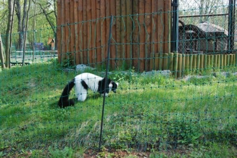 Wrocławskie Zoo coraz piękniejsze - 5