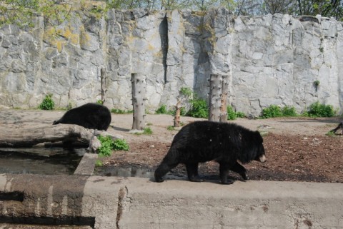 Wrocławskie Zoo coraz piękniejsze - 10