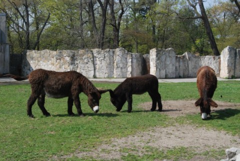 Wrocławskie Zoo coraz piękniejsze - 14