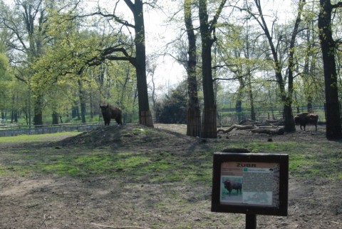Wrocławskie Zoo coraz piękniejsze - 19