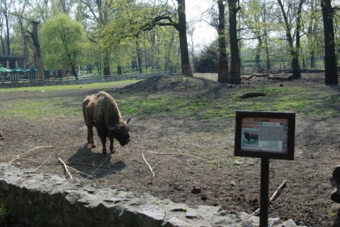 Wrocławskie Zoo coraz piękniejsze - 22