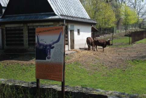 Wrocławskie Zoo coraz piękniejsze - 25