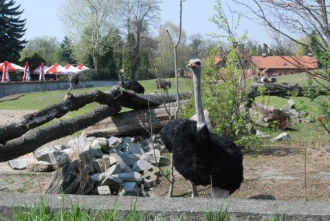 Wrocławskie Zoo coraz piękniejsze - 26
