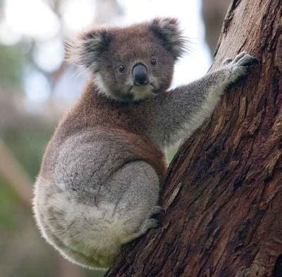 Australia tworzy rząd 2.0... - (Fot. Wikipedia / Diliff)
