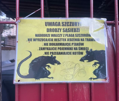 Szczury we Wrocławiu nie dają o sobie zapomnieć