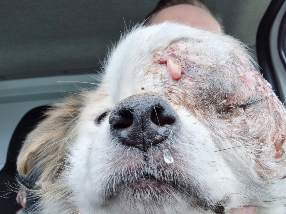 Pies z gnijącą głową nie otrzymał pomocy od opiekuna [DRASTYCZNE ZDJĘCIA] - Fot: Ekostraż