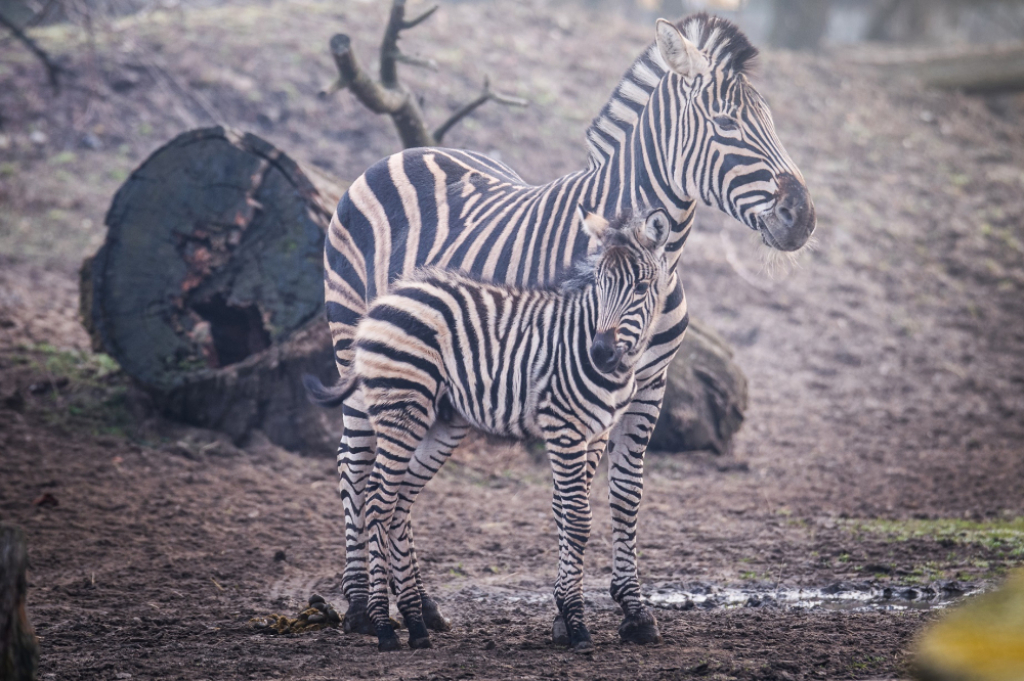 Zoo wita nowego mieszkańca - fot. materiały prasowe