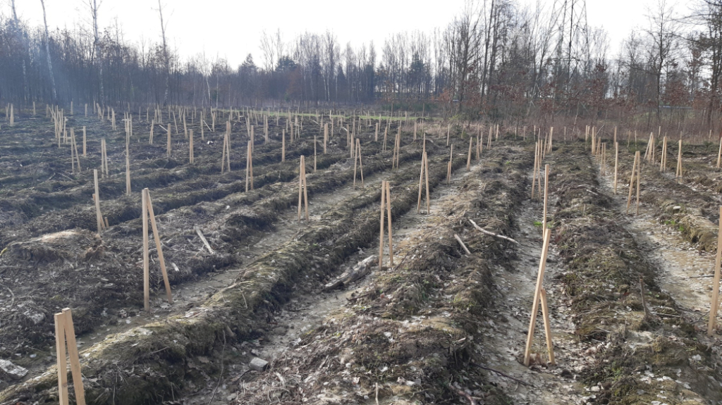 140 tys. nowych sadzonek na terenie Huty Głogów - fot. KGHM to my / Facebook