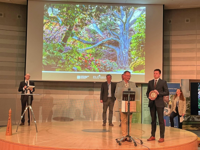 Buk z Wojsławic został Europejskim Drzewem Roku