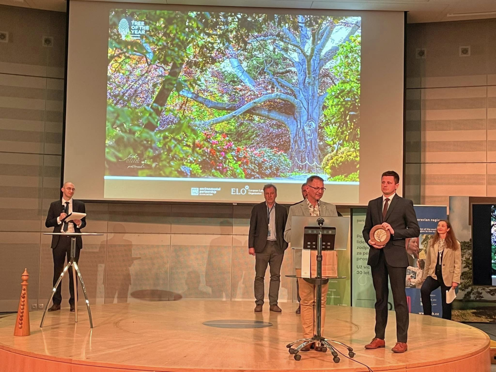 Buk z Wojsławic został Europejskim Drzewem Roku - fot. Facebook Arboretum Wojsławice