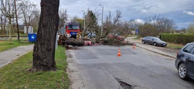 Uwaga na silny wiatr. Na ul. Ołtaszyńskiej we Wrocławiu runęło drzewo
