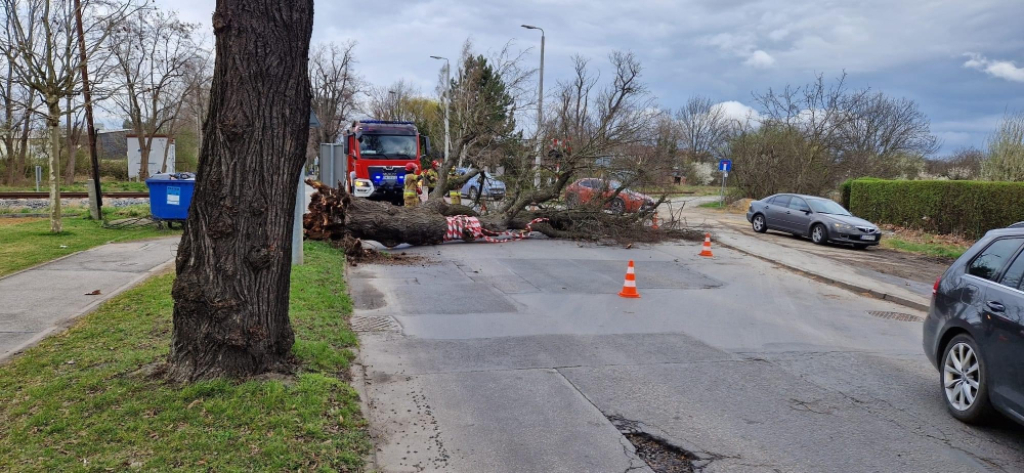 Uwaga na silny wiatr. Na ul. Ołtaszyńskiej we Wrocławiu runęło drzewo - Fot: Piotr Kmiotek