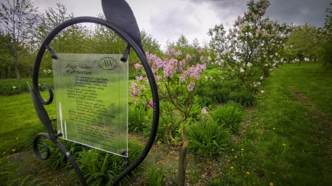 Frekwencja zaskoczyła. Tysiące turystów na otwarciu Arboretum w Wojsławicach - 7