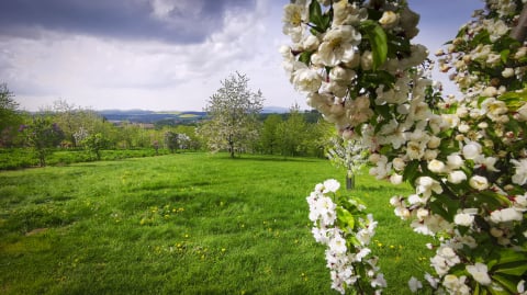 Frekwencja zaskoczyła. Tysiące turystów na otwarciu Arboretum w Wojsławicach - 0