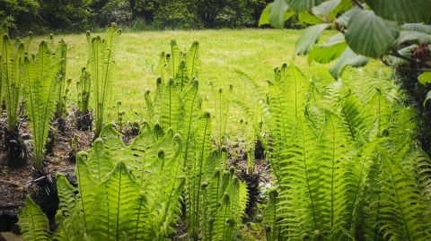 Frekwencja zaskoczyła. Tysiące turystów na otwarciu Arboretum w Wojsławicach - 4