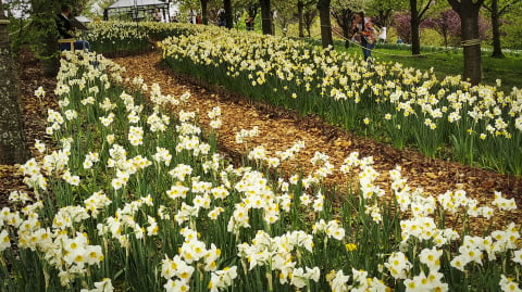 Frekwencja zaskoczyła. Tysiące turystów na otwarciu Arboretum w Wojsławicach - 6