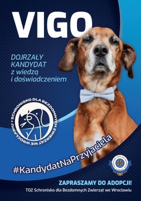 Trwa kampania wyborcza... we Wrocławskim Schronisku dla Bezdomnych Zwierząt - 6